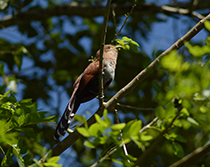 Squirrel Cuckoo spotted at Howler Monkey Resort